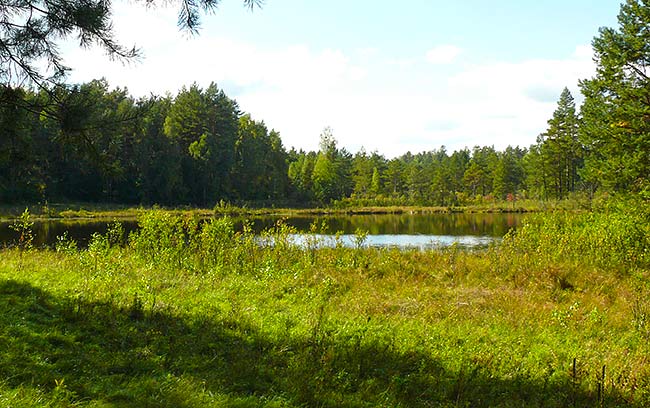 Jezioro Widne – suchar w Wigierskim Parku Narodowym