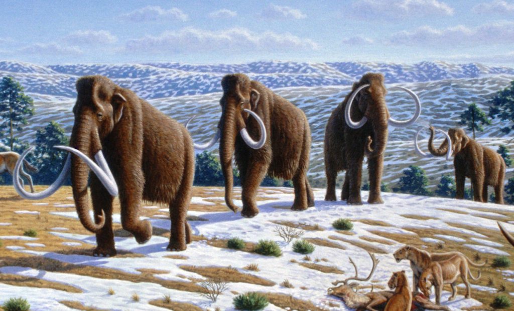 Mamut włochaty (Mammuthus primigenius) – jeden z najbardziej charakterystycznych przedstawicieli plejstoceńskiej megafauny północnej Eurazji i Ameryki Północnej. Il. Mauricio Antón, CC BY 2.5, Wikimedia Commons