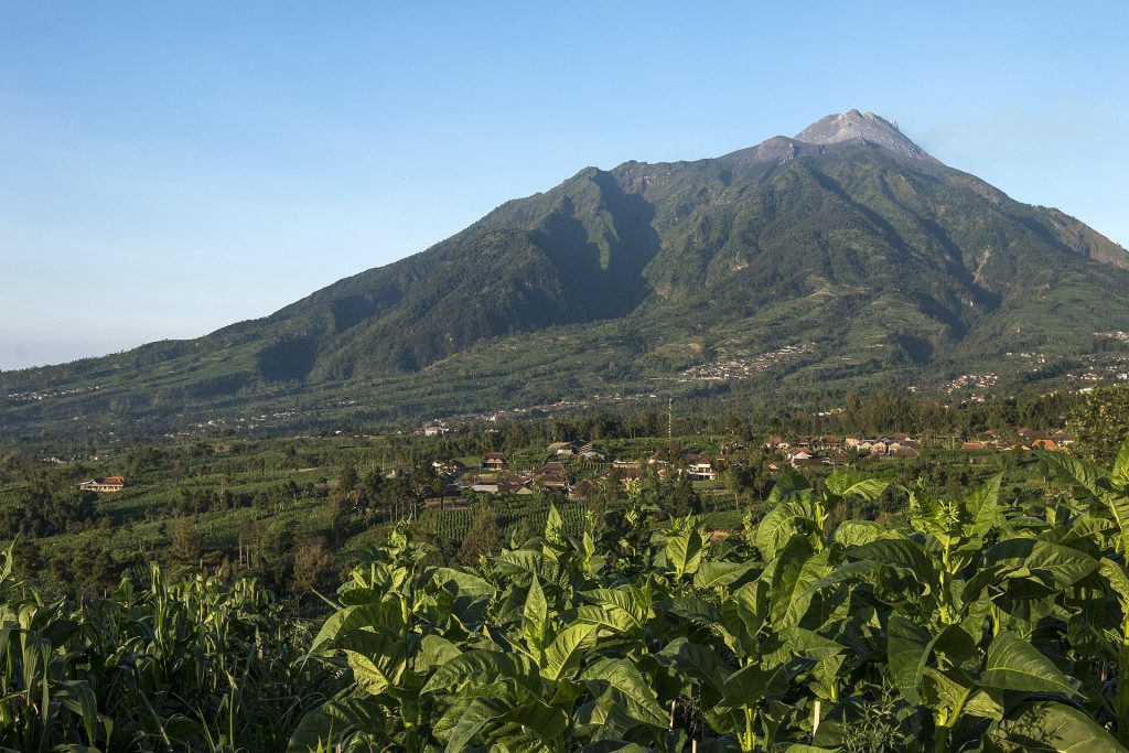 Merapi na Jawie w Indonezji – jeden z najbardziej aktywnych wulkanów świata. W rejonie jego szczytu wielokrotnie powstają kopuły zbudowane z lepkiej lawy. Ich wzrost i późniejsze kolapsy mogą prowadzić do powstawania niebezpiecznych spływów blokowo-popiołowych i innych prądów piroklastycznych. Wikimedia Commons, CC BY 2.0.