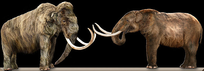 Zamieszkujący Europę mamut włochaty (z lewej) i amerykański mastodont (z prawej). Źródło: Wikimedia Commons
