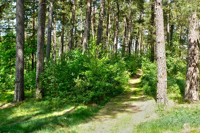 Las porastający formę szczelinową Lisi Ogon w Lipowcu koło Augustowa