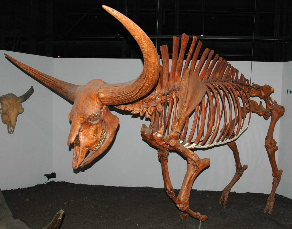 Rekonstrukcja szkieletu Bison latifrons – jednego z największych przedstawicieli wołowatych w historii. Gatunek żył w Ameryce Północnej w plejstocenie i wyróżniał się znacznie większymi rozmiarami oraz wielokrotnie większą rozpiętością rogów niż współczesny bizon amerykański. Fot. James St. John, Wikimedia Commons, CC BY 2.0.