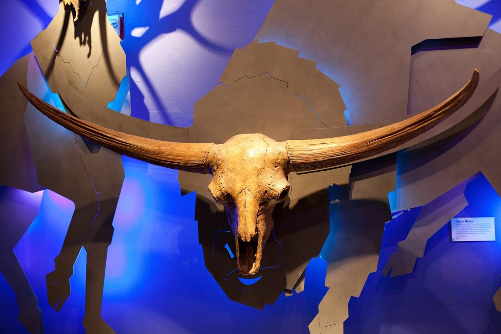 Bison latifrons – czaszka plejstoceńskiego bizona olbrzymiego. Najbardziej charakterystyczną cechą tego gatunku były potężne rogi, których rozpiętość u największych osobników przekraczała 2 metry. Fot. Neil Conway, Wikimedia Commons, CC BY 2.0.