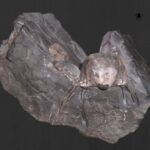 skamieniałość tkwiąca w skale