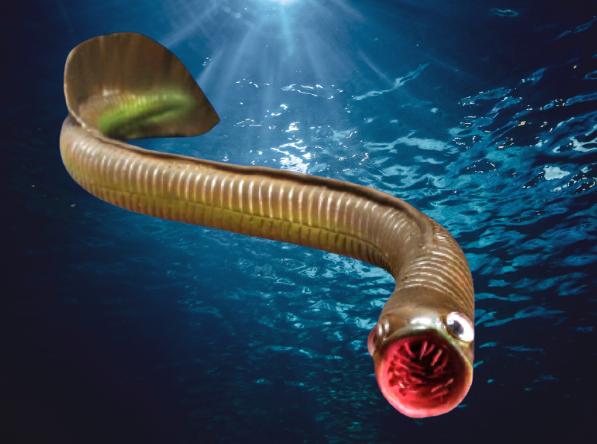 Rekonstrukcja konodonta