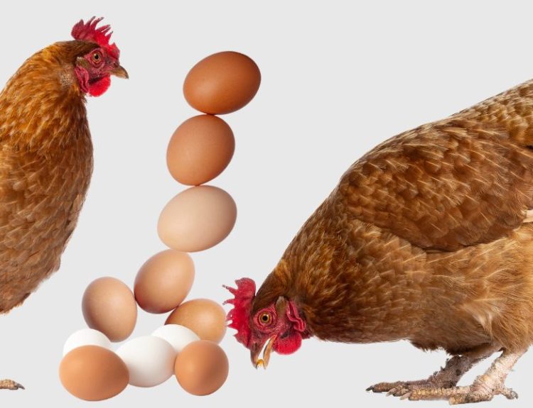 Jajka i kury