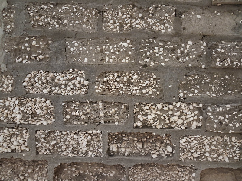 Mur z muszli