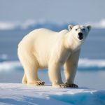 Niedźwiedź polarny