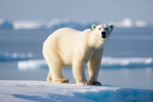 Niedźwiedź polarny