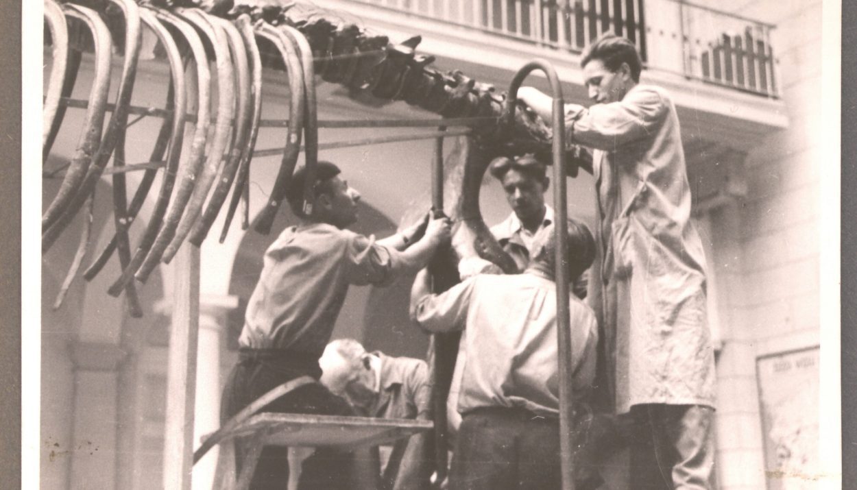 Składanie mamuta z kawałków kości