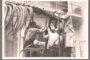 Składanie mamuta z kawałków kości