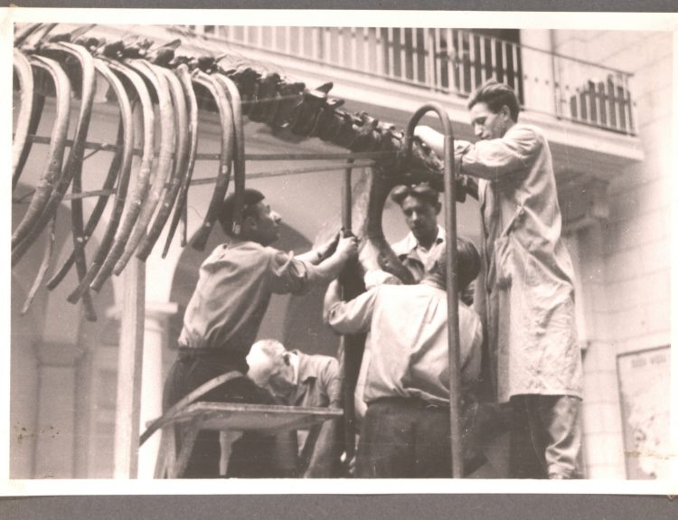 Składanie mamuta z kawałków kości