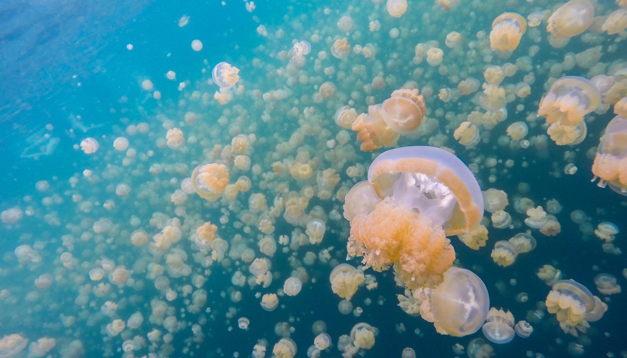 Jellyfish Lake
