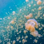 Jellyfish Lake