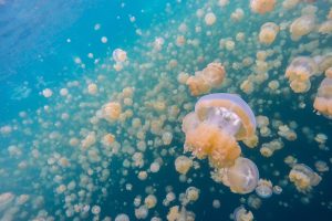 Jellyfish Lake