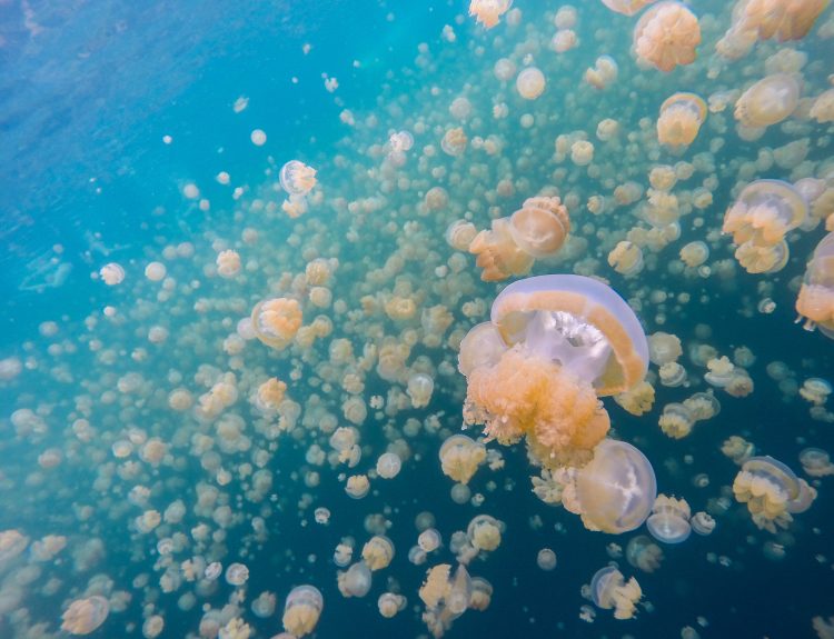 Jellyfish Lake
