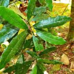 Pycnandra acuminata