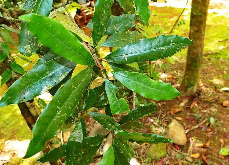 Pycnandra acuminata