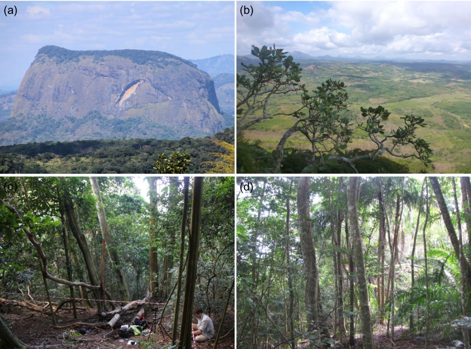 a) Mount Lico w Mozambiku (15,792°S, 37,363°E) — izolowany masyw skalny z lasem na wierzchołku. Fot. Phil Platts, maj–czerwiec 2018 r.
b) Widok z Mount Lico na otaczający górę krajobraz. Fot. Phil Platts, maj–czerwiec 2018 r.
c) Las na szczycie Mount Lico — fragment mozaiki lasów wiecznie zielonych i częściowo zrzucających liście w porze suchej. Fot. Phil Platts, maj–czerwiec 2018 r.
d) Wnętrze lasu na szczycie Mount Lico, gdzie występują zbiorowiska wiecznie zielone i częściowo zrzucające liście w porze suchej. Fot. Simon Willcock, maj–czerwiec 2018 r.
Źródło: Courtney Mustaphi i in., 2025, ryc. 1, CC BY 4.0. Wyodrębniono z ryciny